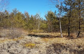 Hochmoor Teilfläche Süd, © Axel Schmidt