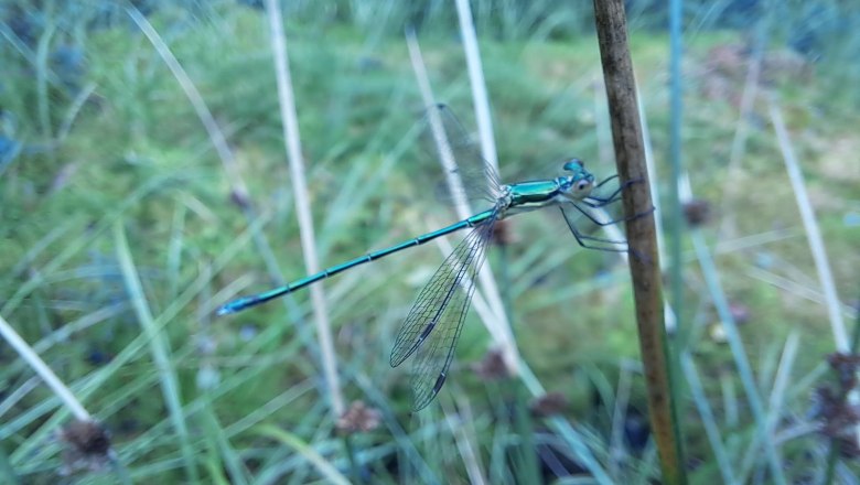 Kleine Binsenjungfer, © Thomas Kainz