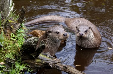 Otter pair in the UnterWasserreich, © Wolfgang Dolak