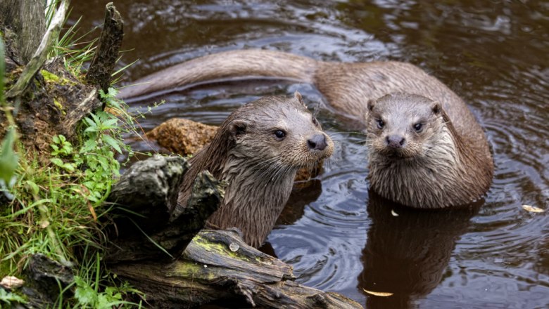 Fischotter-Pärchen im UnterWasserreich, © Wolfgang Dolak