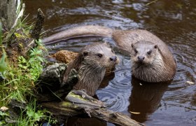 Fischotter-Pärchen im UnterWasserreich, © Wolfgang Dolak