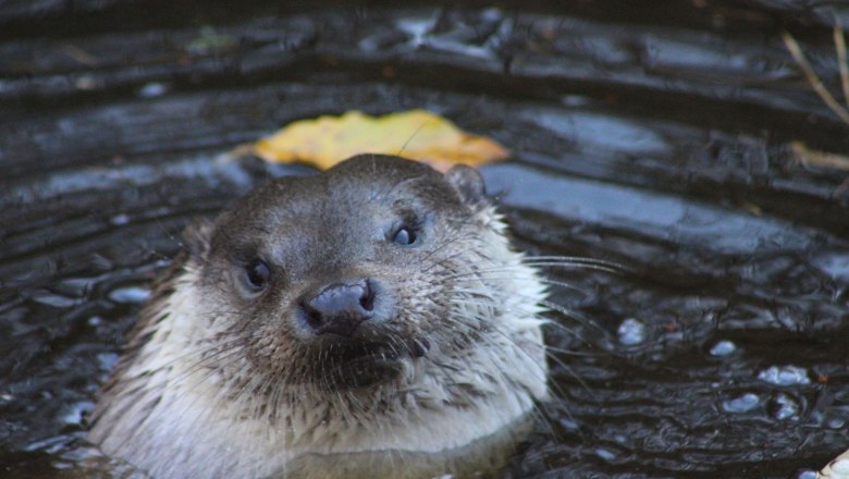 Otter im Wasser, © Ursula Steinlechner