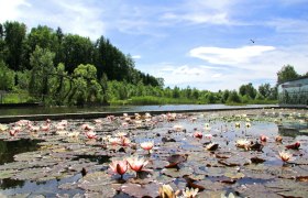 Seerosen_Wassergarten, © UnterWasserReich/Sonja Eder