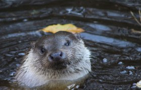 Otter im Wasser, © Ursula Steinlechner