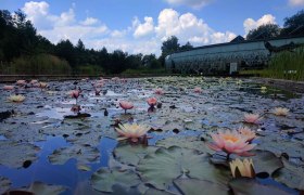 Seerosen_Wassergarten_2, © UnterWasserReich/Christiane Mader