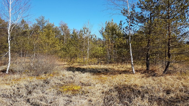 Hochmoor Teilfläche Süd, © Axel Schmidt