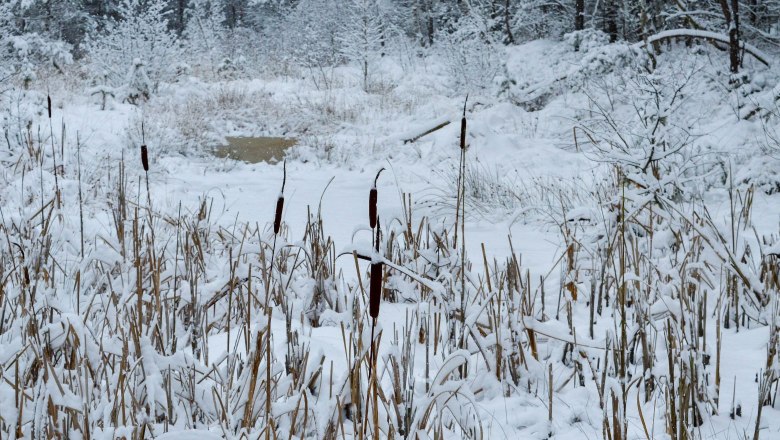 Moor Winter, © Lena Kendler